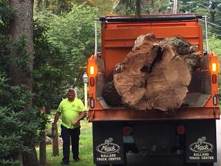 Giant tree